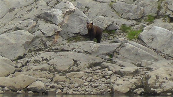 Медведь на скалах